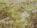 Криволесие Sorbus aucuparia на склоне горы Корчанка