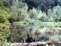 Озеро Журавлиное в кв.3 Сколевского лесничества