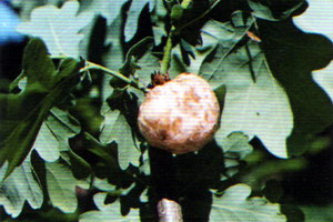 Гал кореневої горіхотвірки