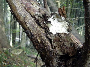 Плодове тіло кореневої губки на корені поваленого вітром дерева