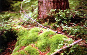 Левкобрій сизий - мох, який рідко трапляється в Сколівських Бескидах