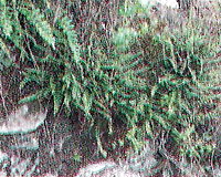 Наскельна рослинність в щілинах фортечного муру