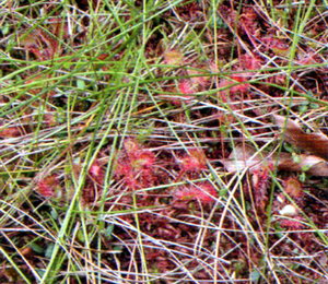 Росичка круглолиста в трав'яному покриві болота