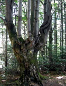 Бук лісовий у старовіковому лісі